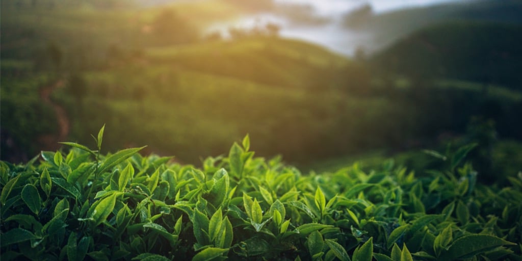 Grøn te til vægttab: Billede af planter på en mark